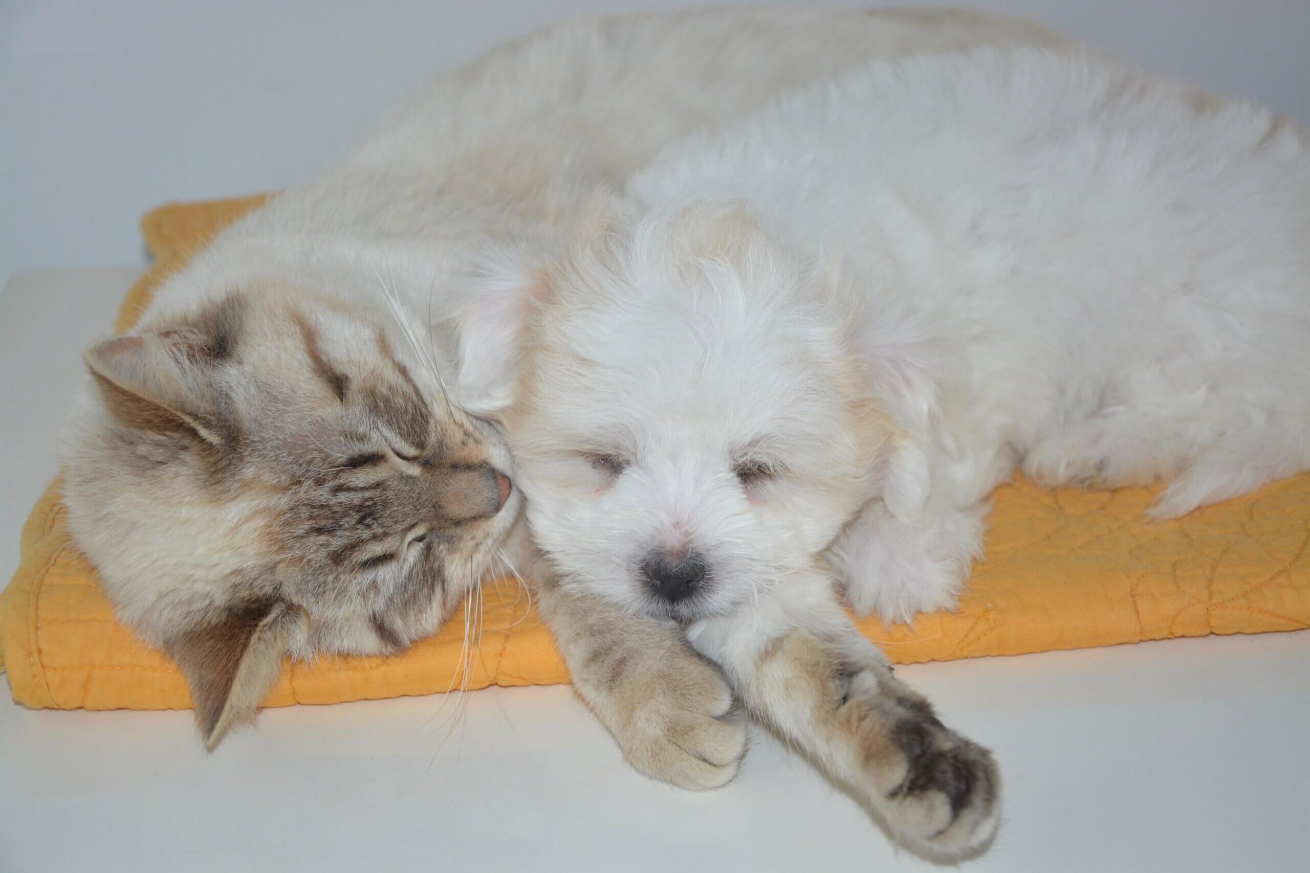 jaclou-dog-2209704